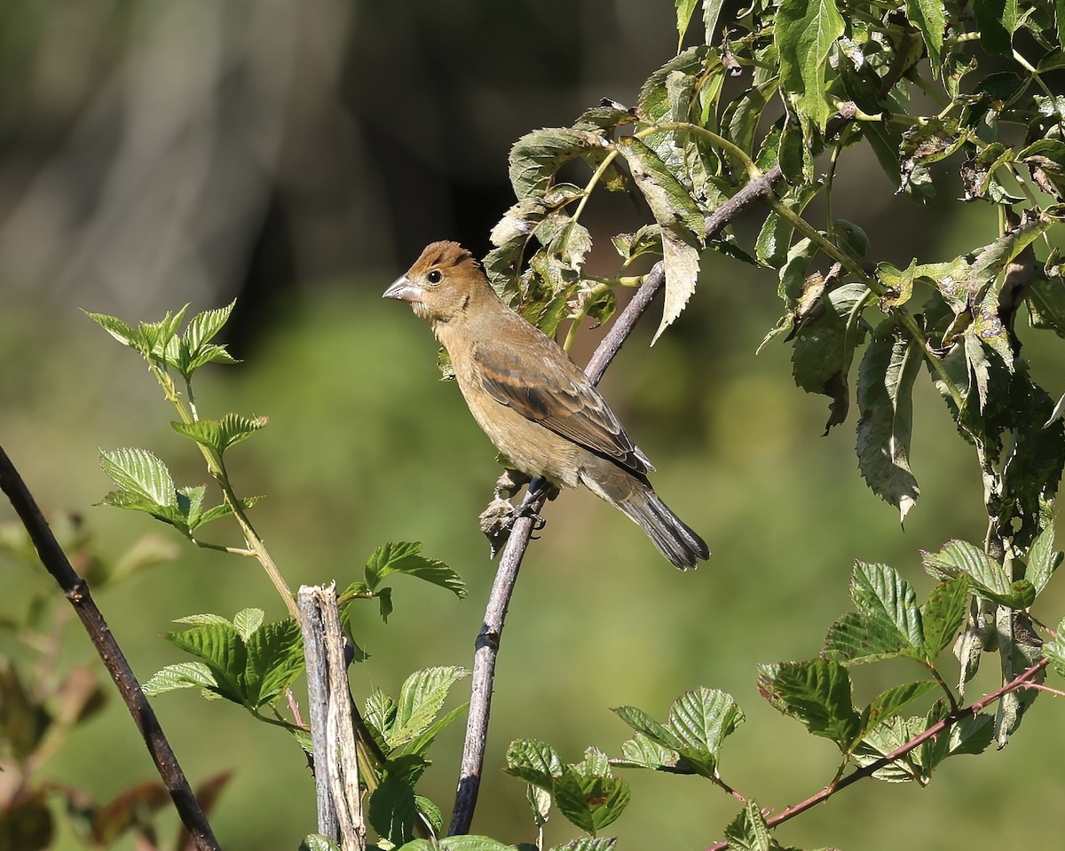 Blue Grosbeak - ML494031101
