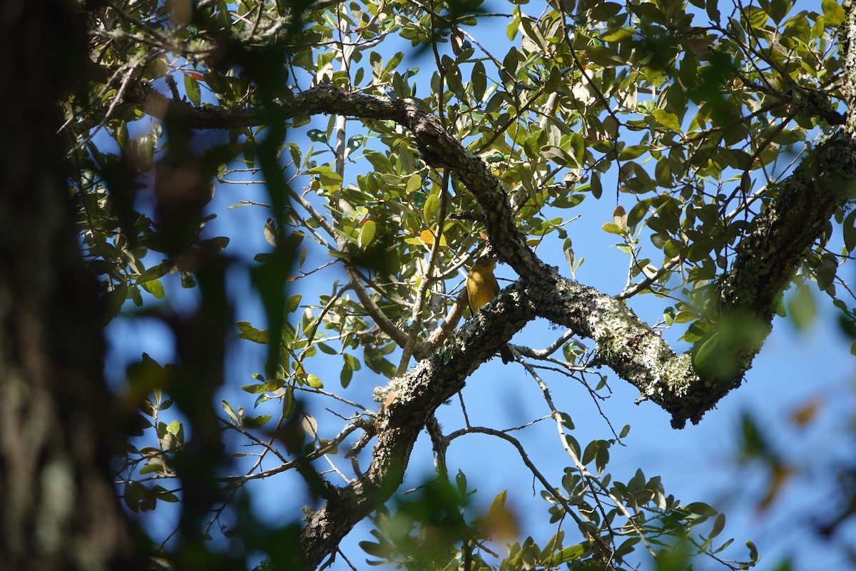 Summer Tanager - ML494031401