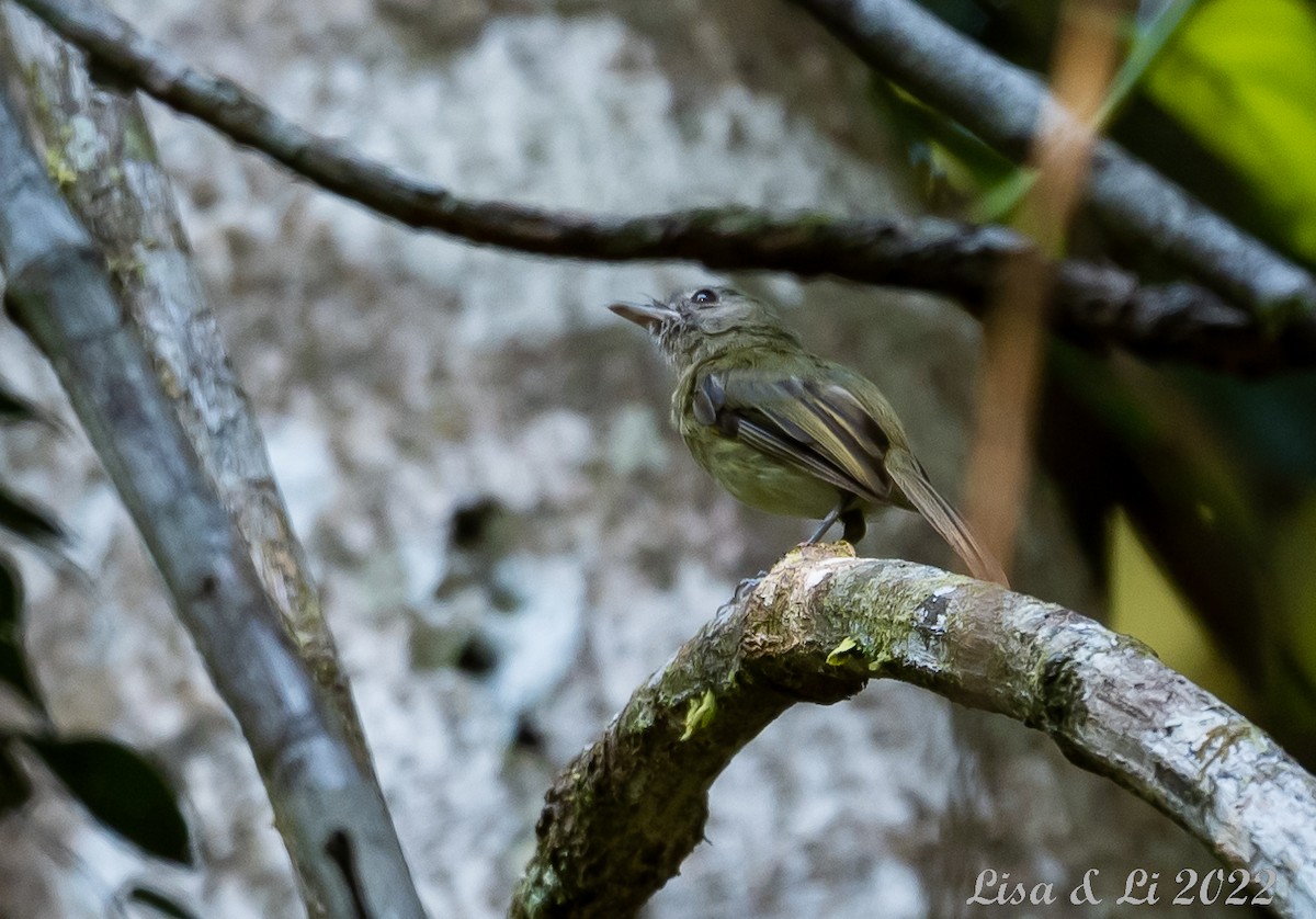 Boat-billed Tody-Tyrant - Lisa & Li Li