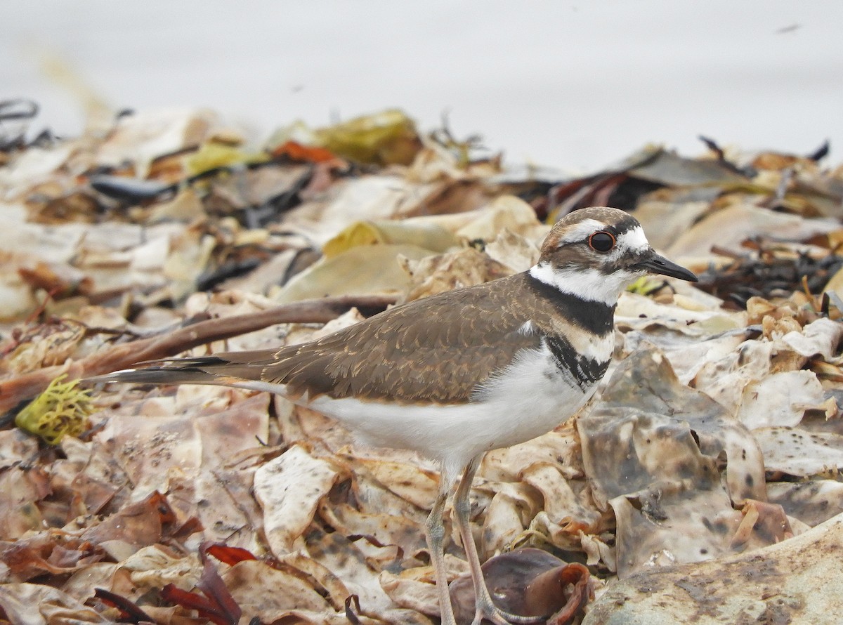 Killdeer - ML494034751