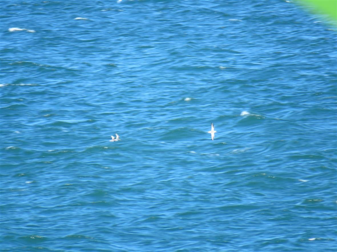 Sanderling - ML49403621