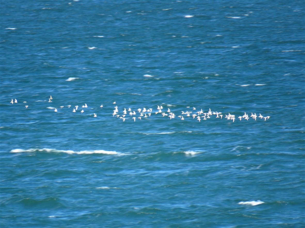 Sanderling - ML49403651