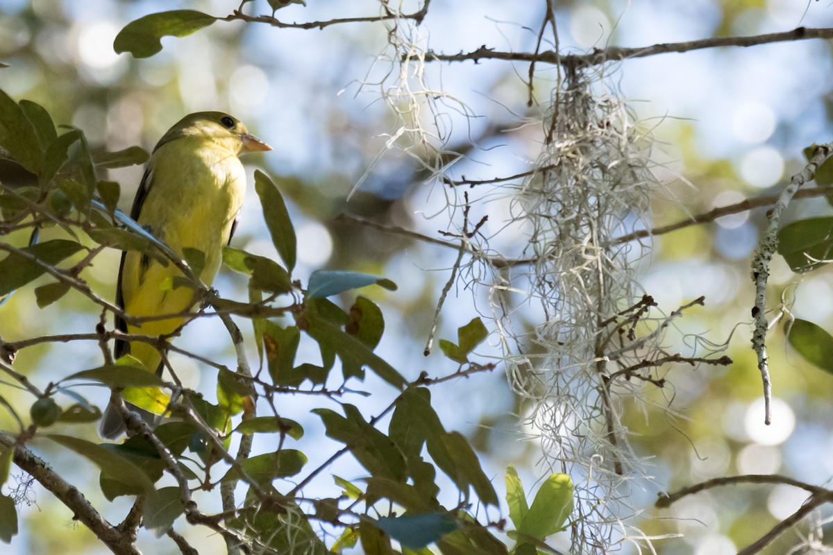 rødpiranga - ML494037661