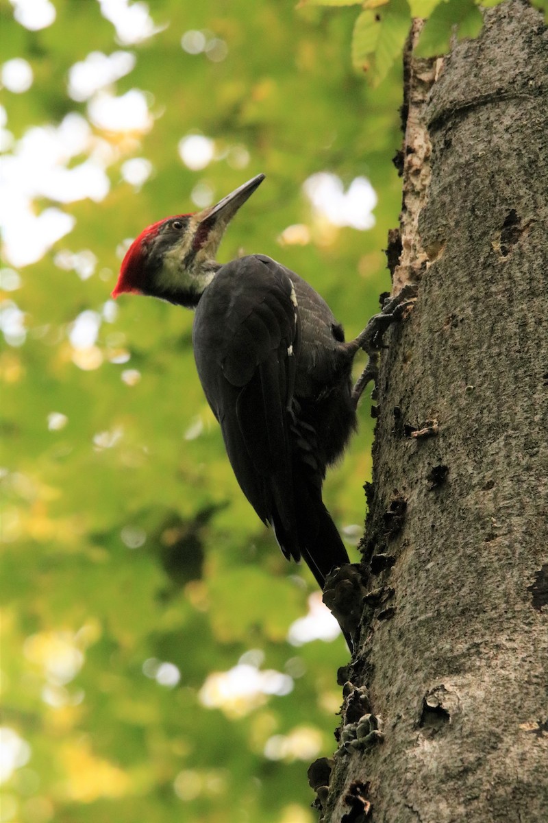 Pileated Woodpecker - ML494039081