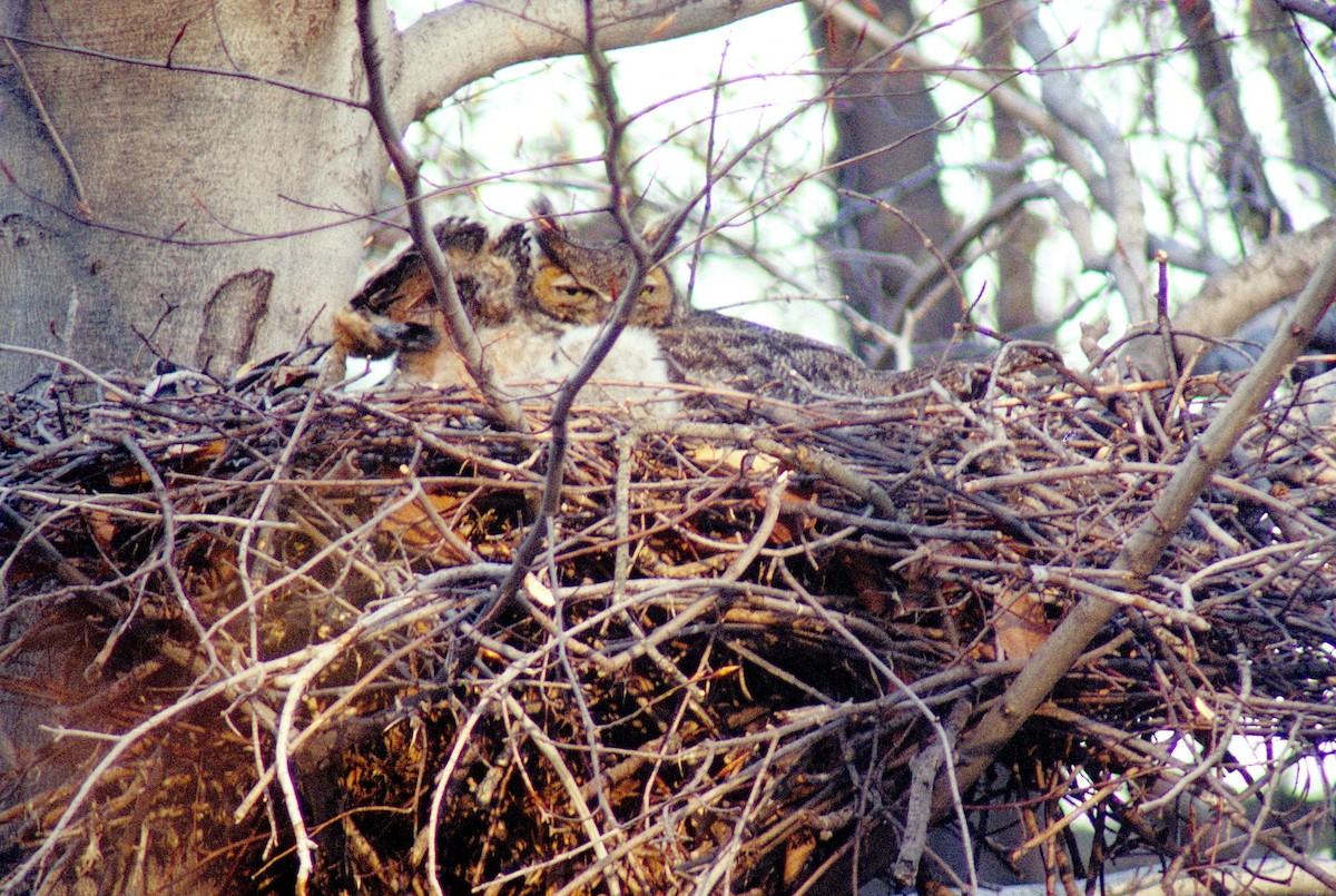 Great Horned Owl - ML494039571