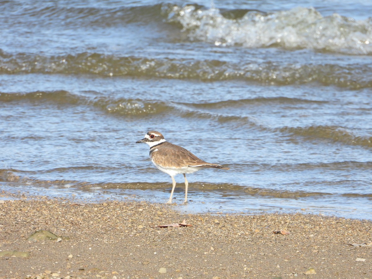 Killdeer - Rick Luehrs