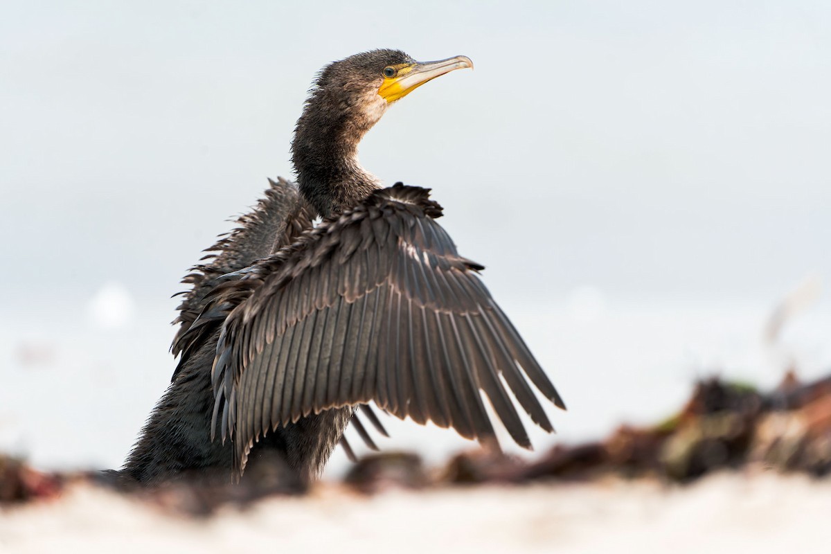 Great Cormorant - ML494042061