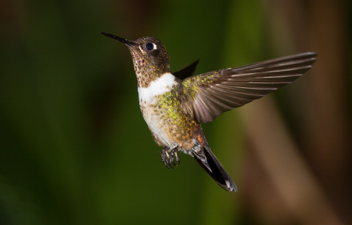 kolibřík méridský - ML494042071