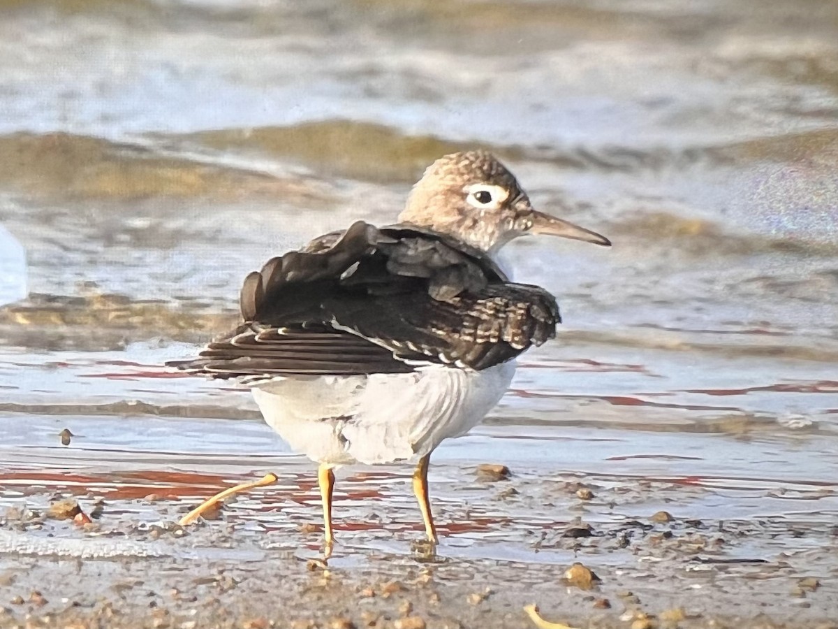 Solitary Sandpiper - ML494043721