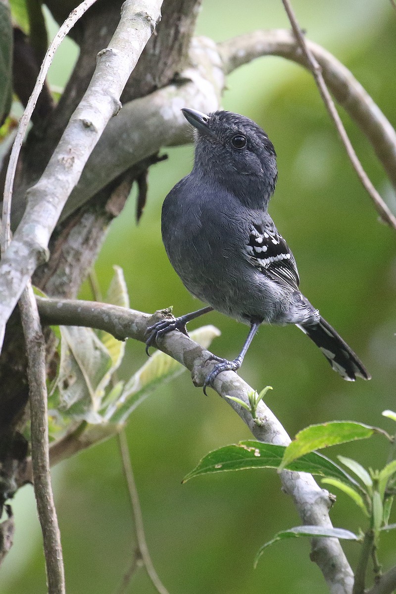 Variable Antshrike - ML494047531