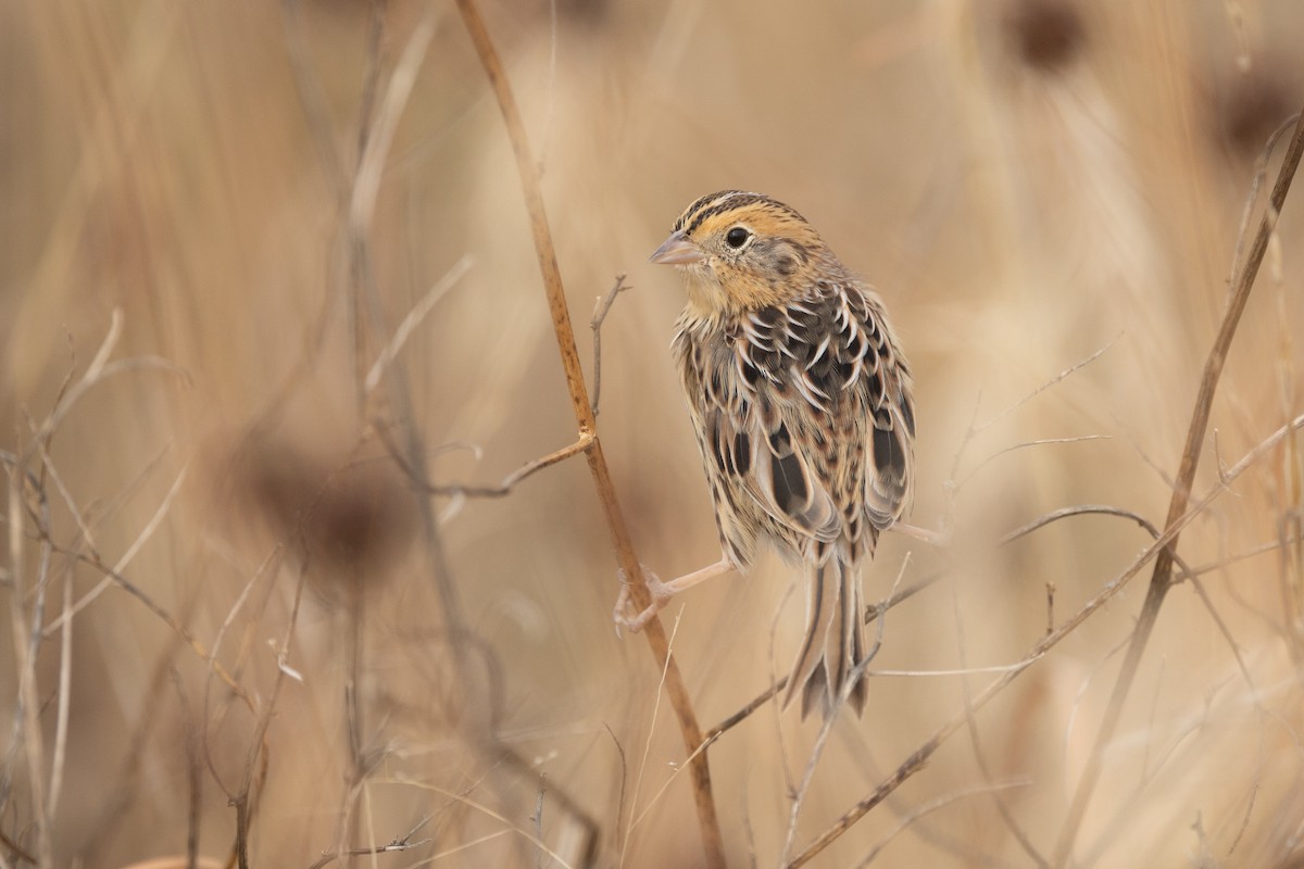 LeConte's Sparrow - ML494048091