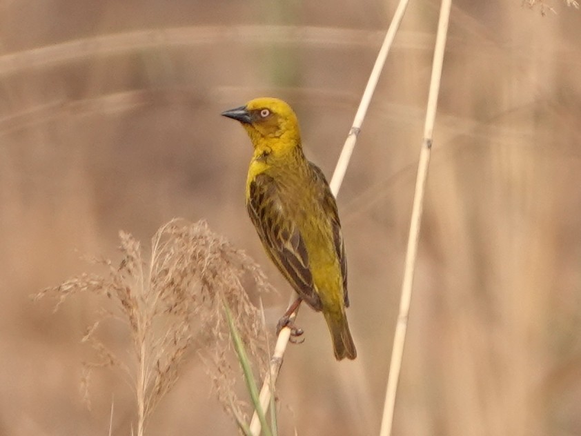 Bocage's Weaver - Barry Reed