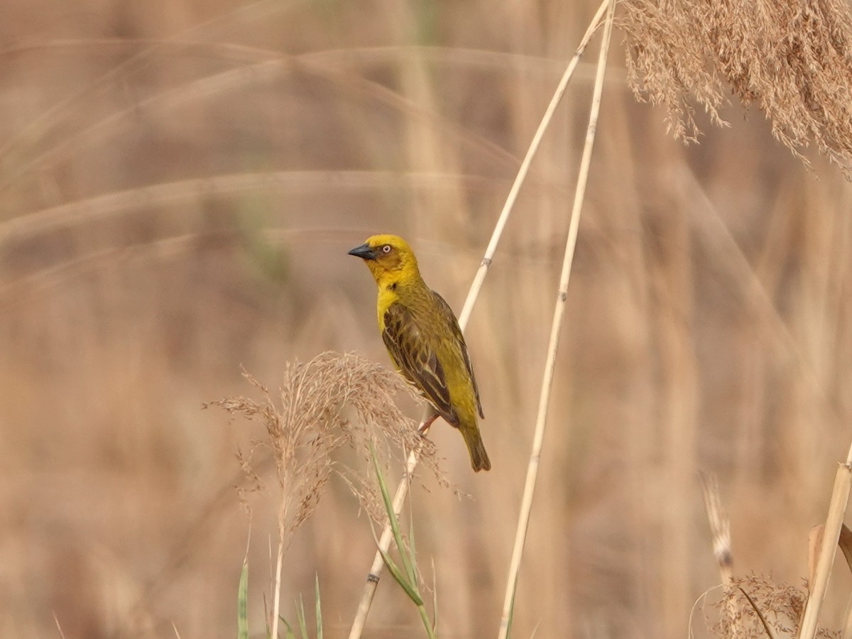 Bocage's Weaver - Barry Reed