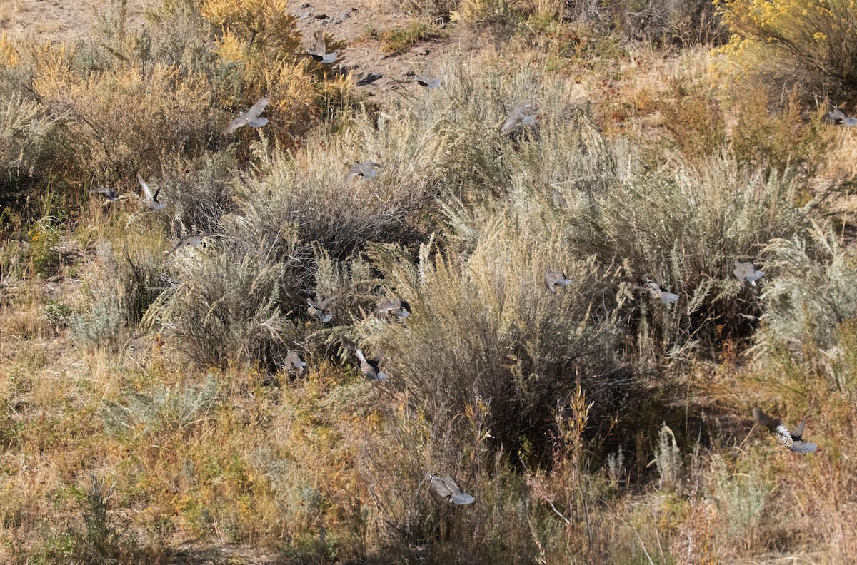 California Quail - ML494048771