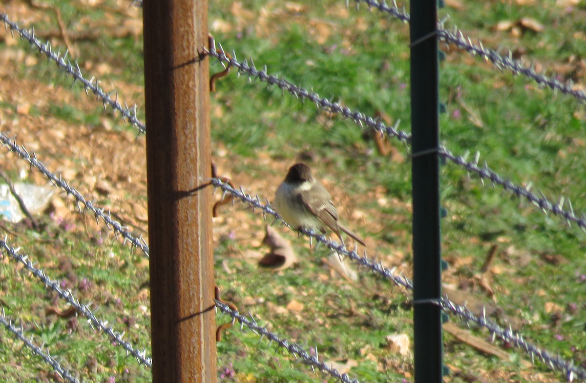 Eastern Phoebe - ML49405071