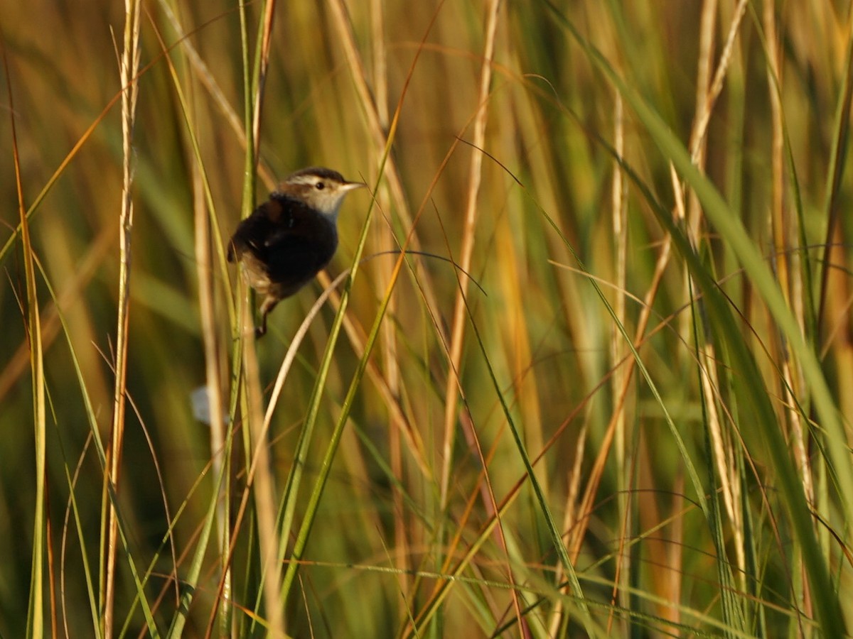 Marsh Wren - ML494051631