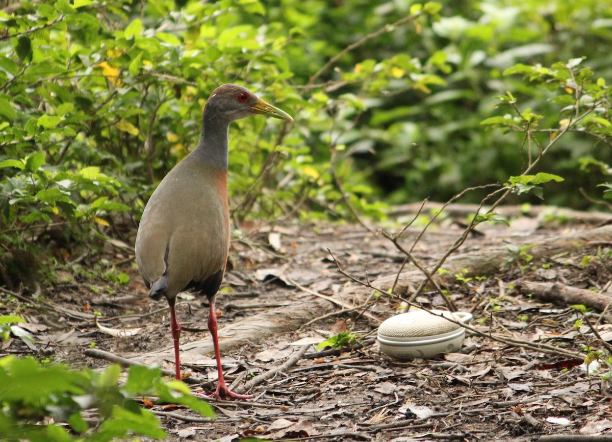 Gray-cowled Wood-Rail - ML494051851