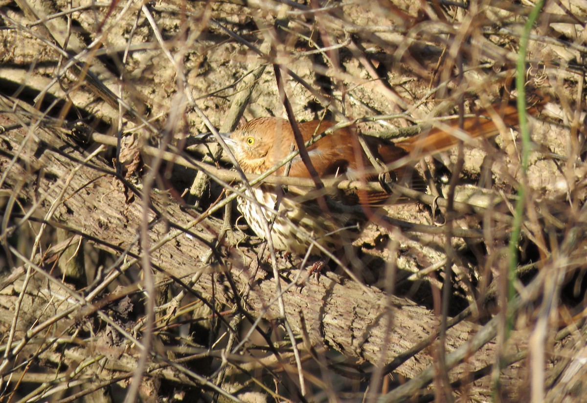 Brown Thrasher - ML49405221