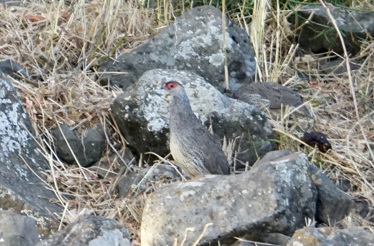 Harwood's Spurfowl - ML494054451