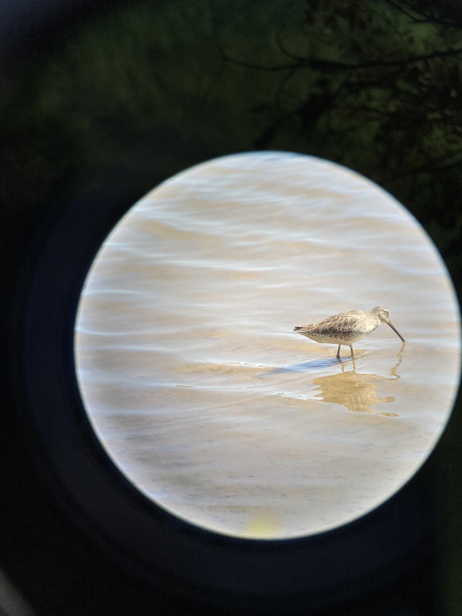 Short-billed Dowitcher - ML494054591