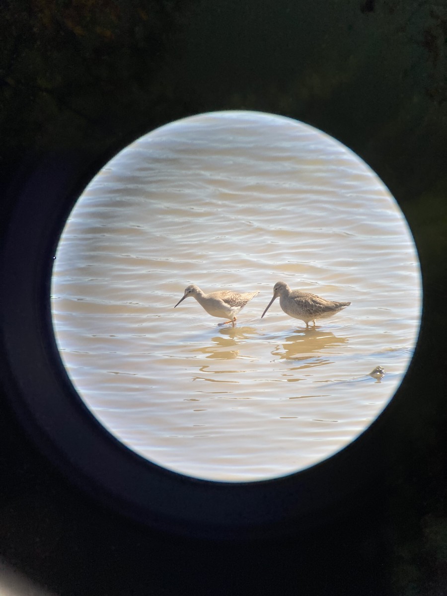Short-billed Dowitcher - ML494054601