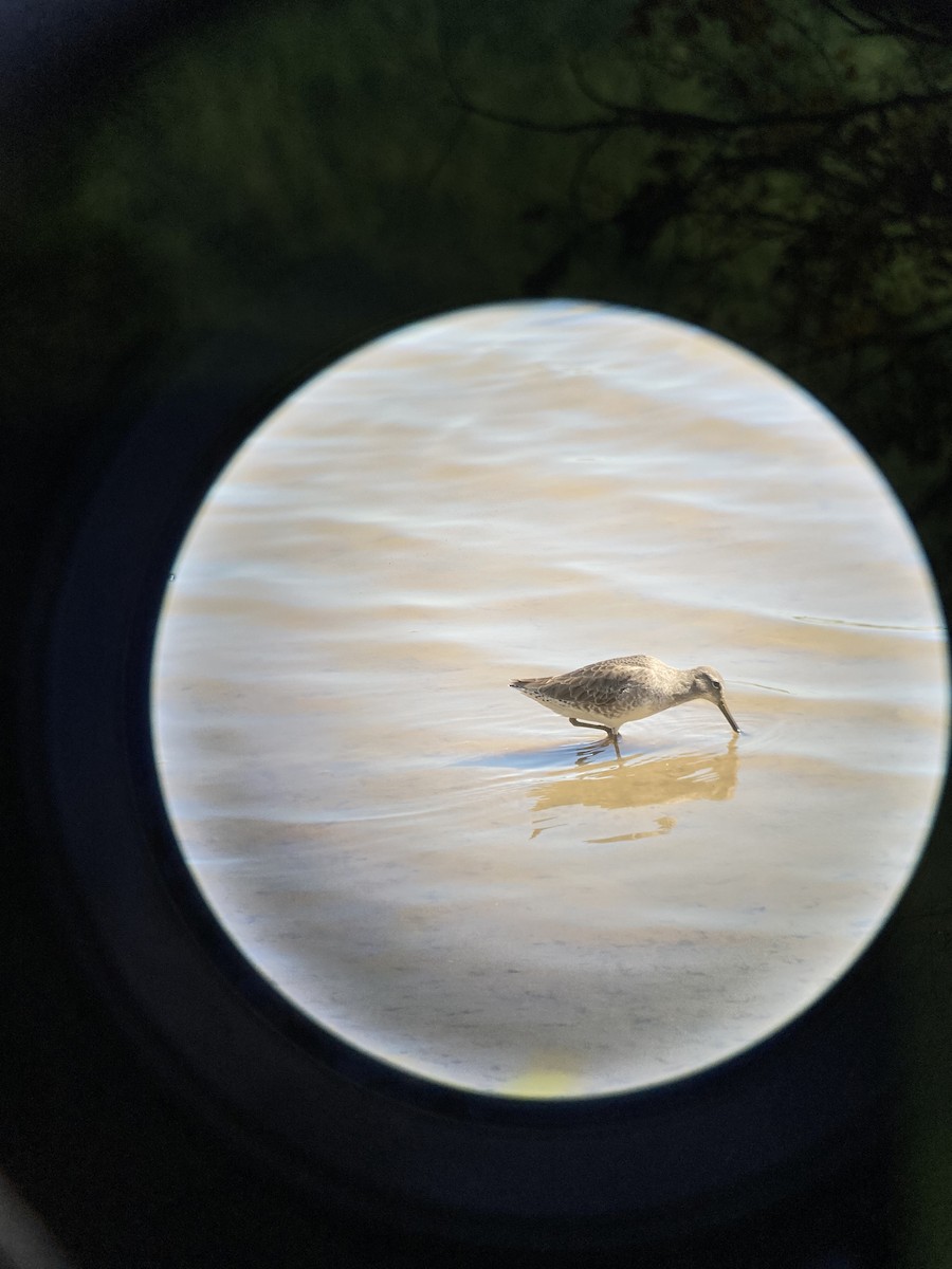 Short-billed Dowitcher - ML494054611