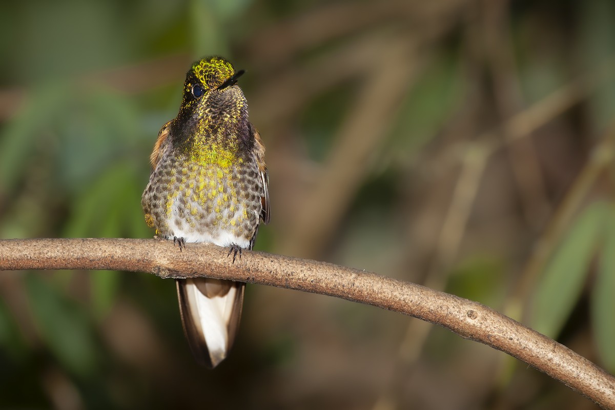 kolibřík žlutoocasý - ML494055491
