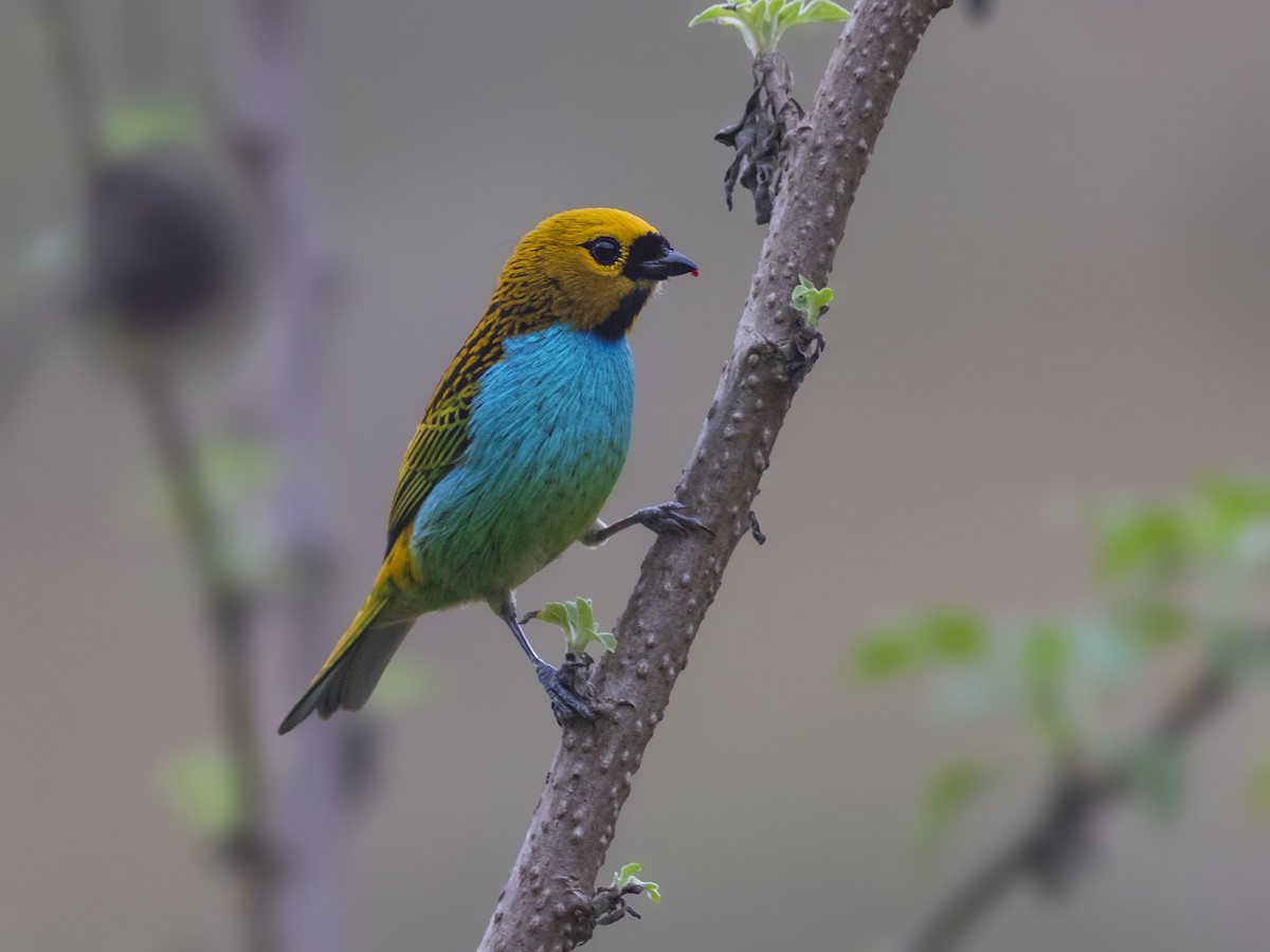 Gilt-edged Tanager - ML494056371