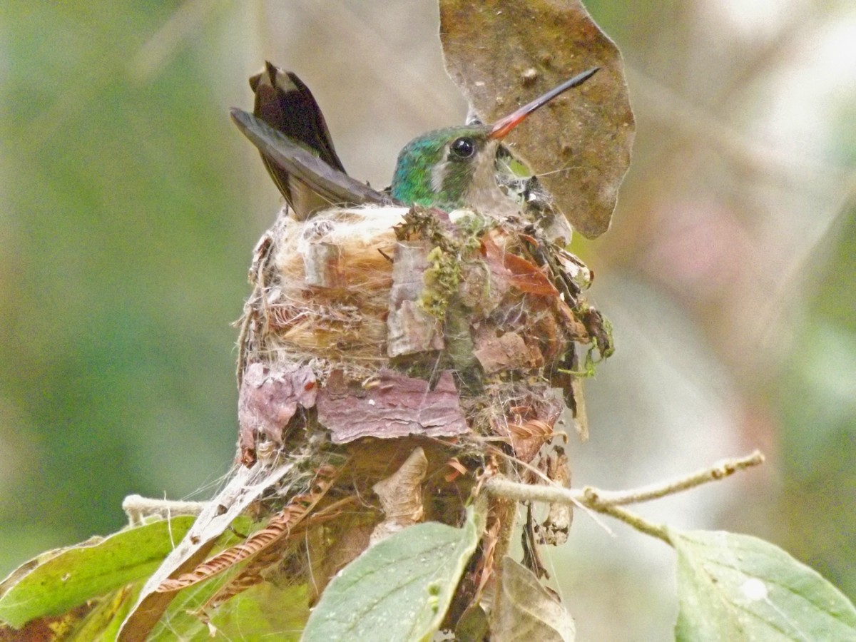 Glittering-bellied Emerald - ML494057191