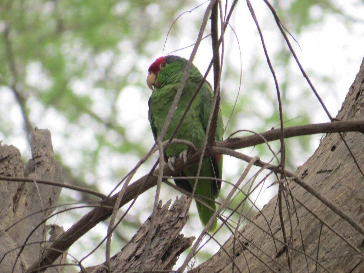 Red-crowned Parrot - ML49406241