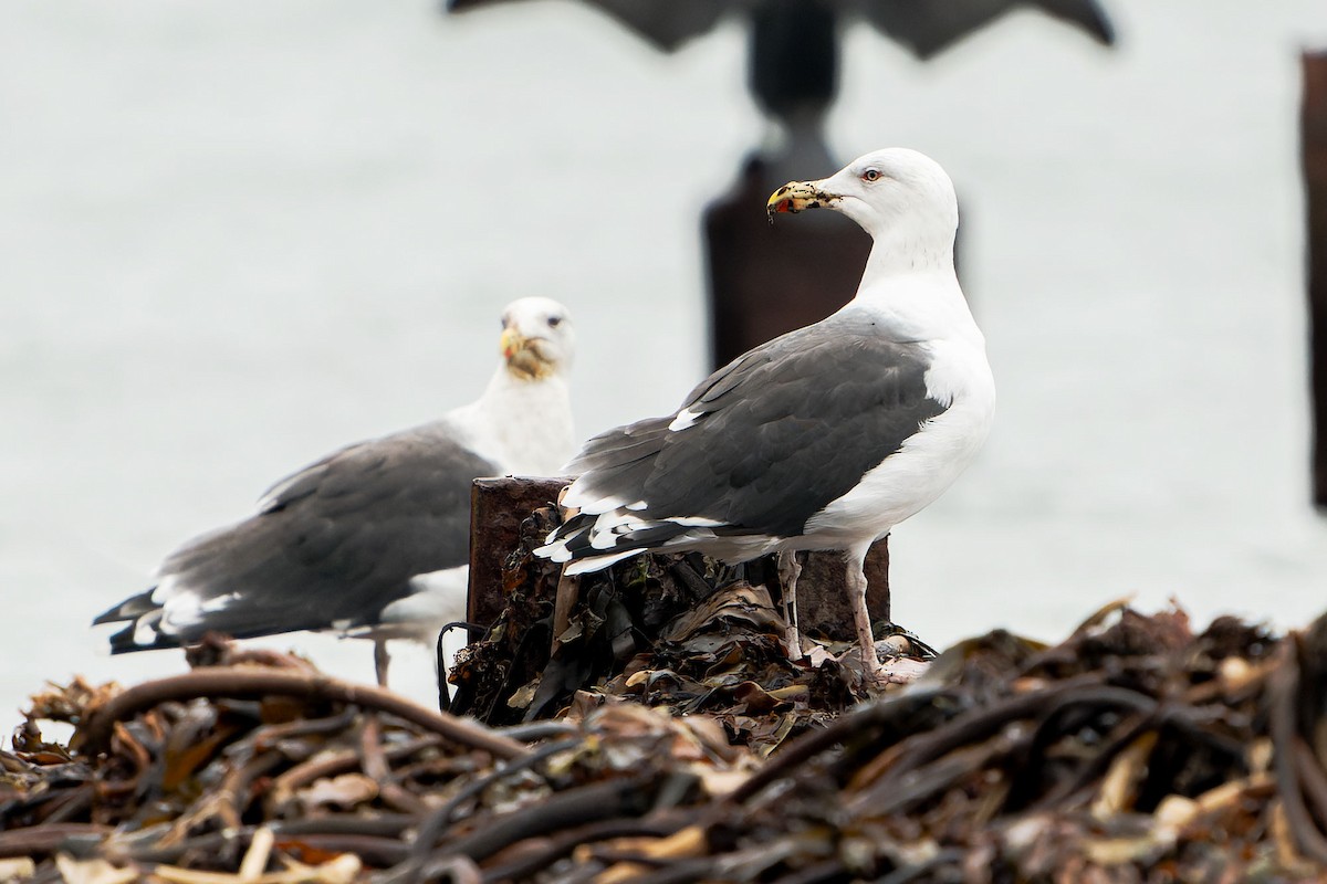 Great Black-backed Gull - ML494064631