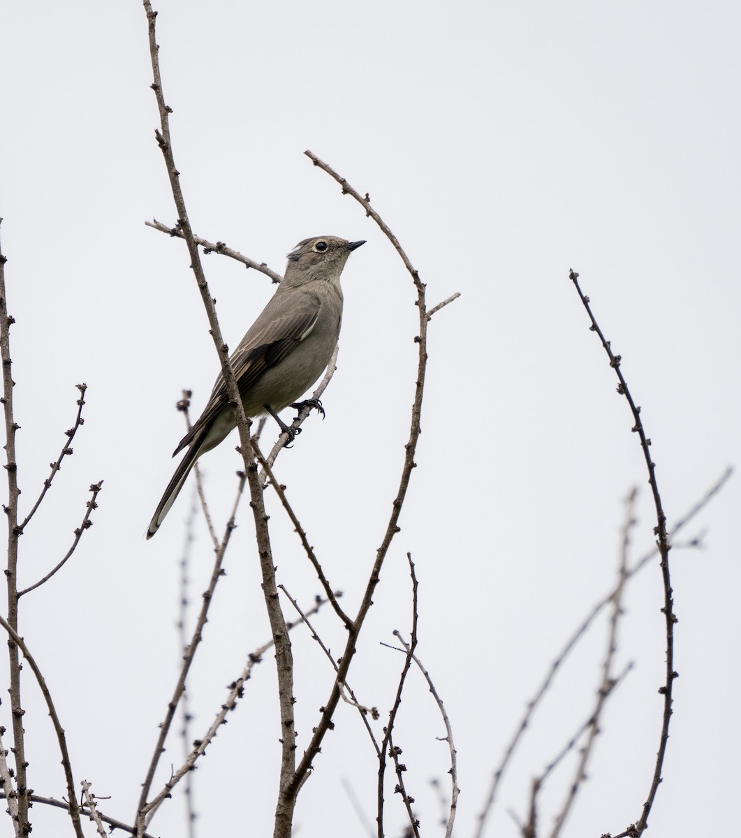 Townsend's Solitaire - ML494065321