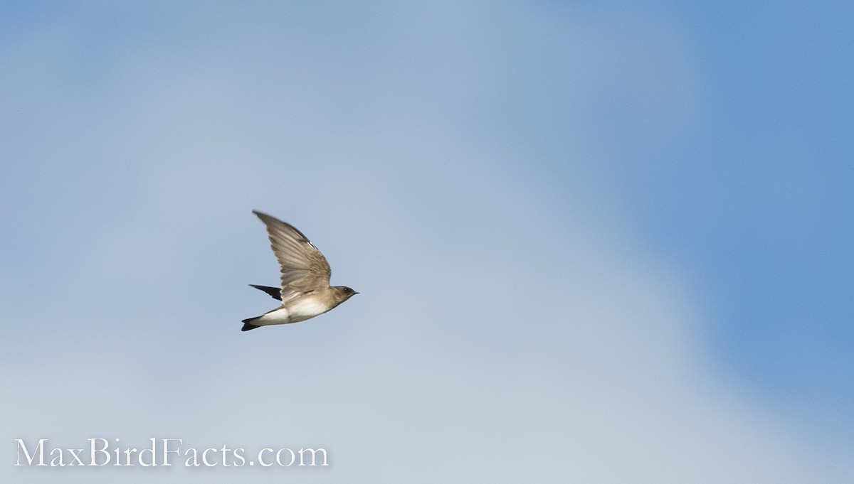 Northern Rough-winged Swallow - ML494065501