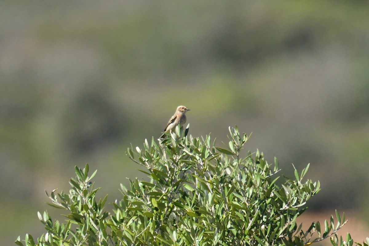 Whinchat - Jorge  Safara