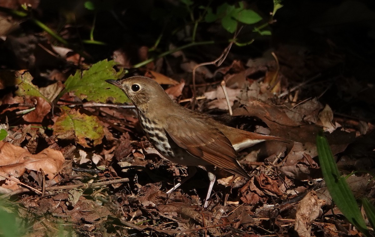 Hermit Thrush - ML494067071