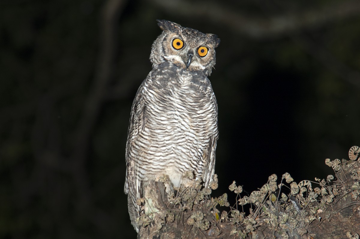 Great Horned Owl - ML494067271