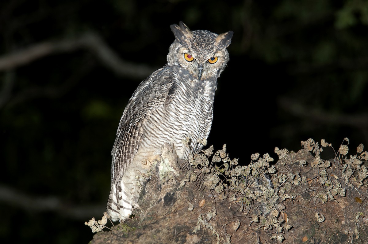 Great Horned Owl - ML494067321