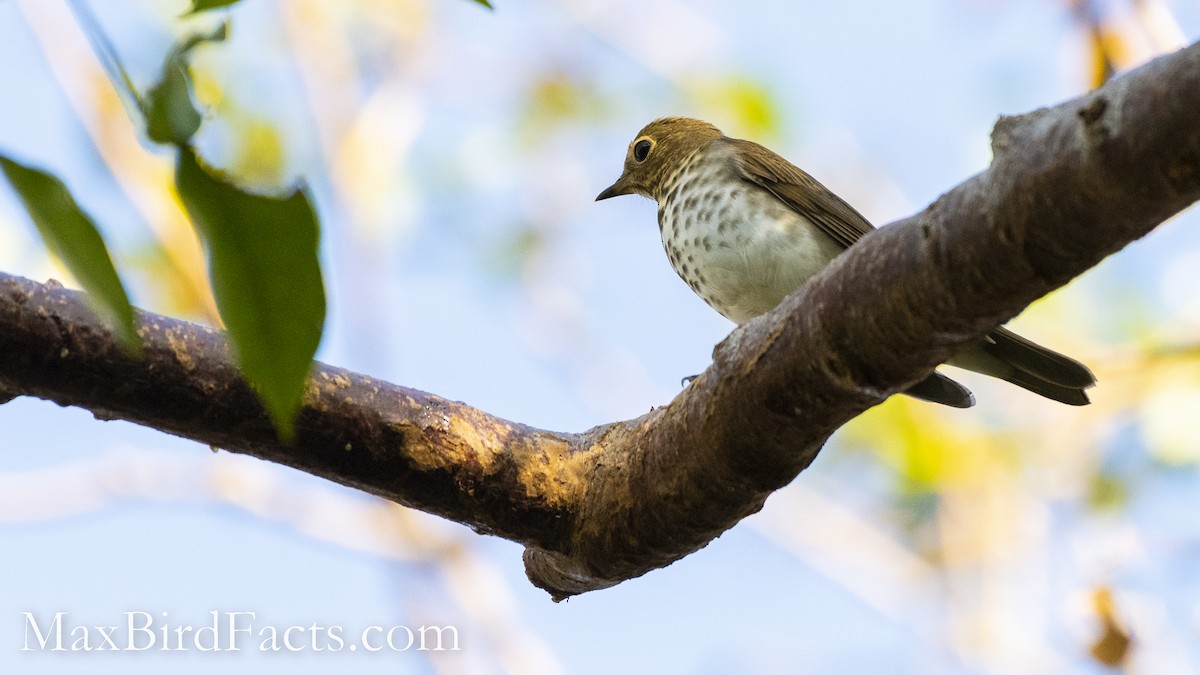 Swainson's Thrush - ML494068231