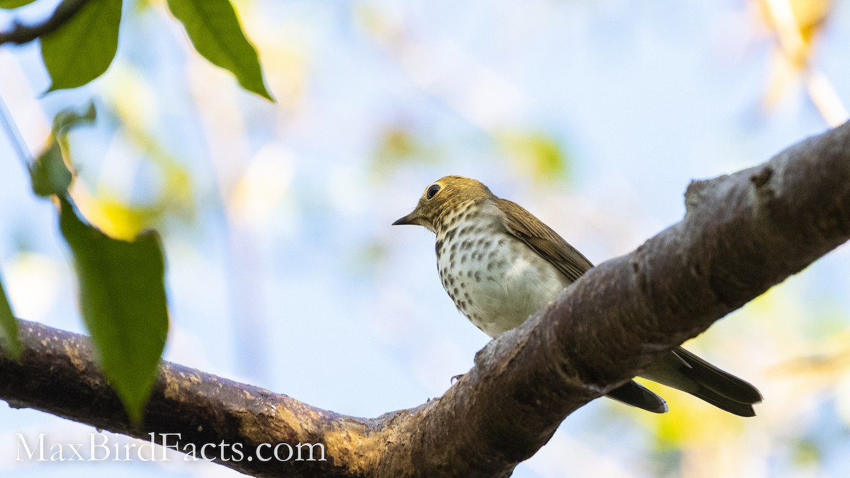 Swainson's Thrush - ML494068301