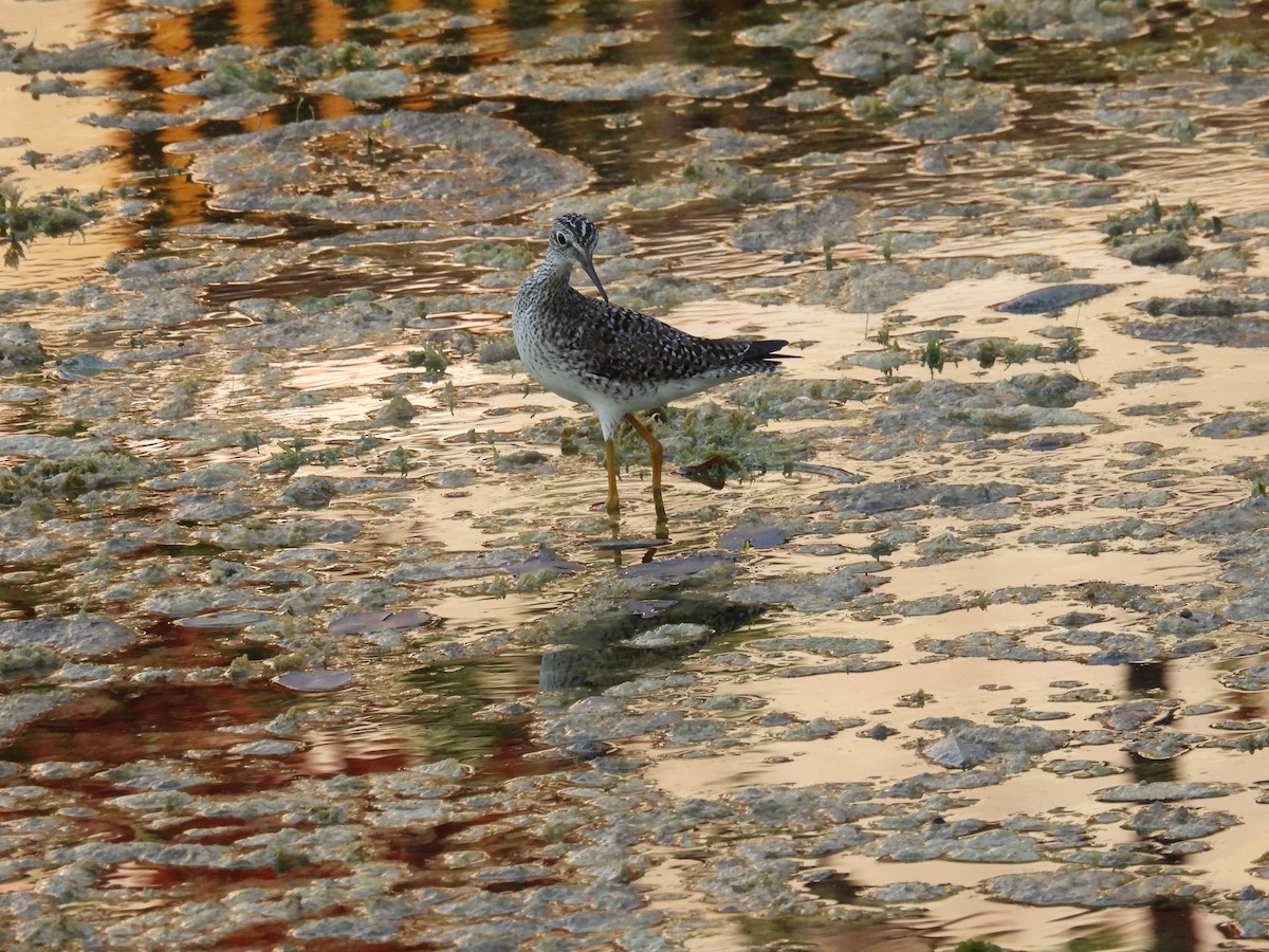 Greater Yellowlegs - ML494068311