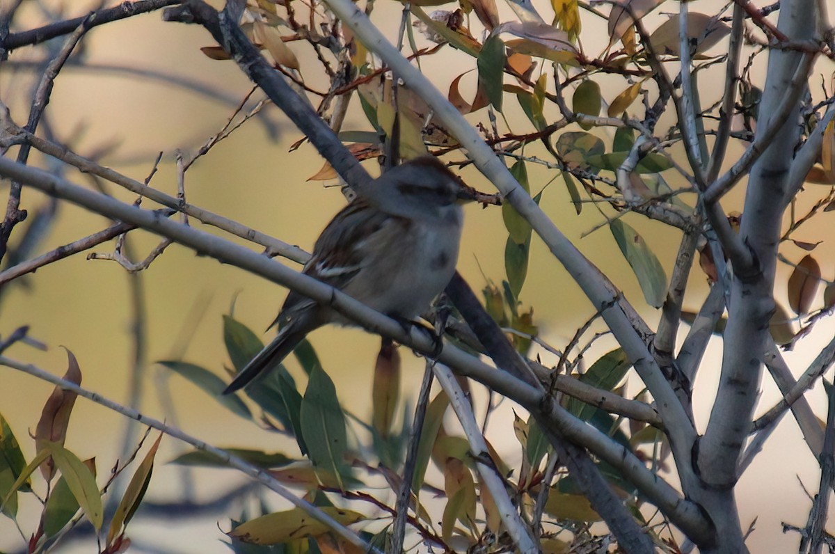 American Tree Sparrow - Elaine Cassidy