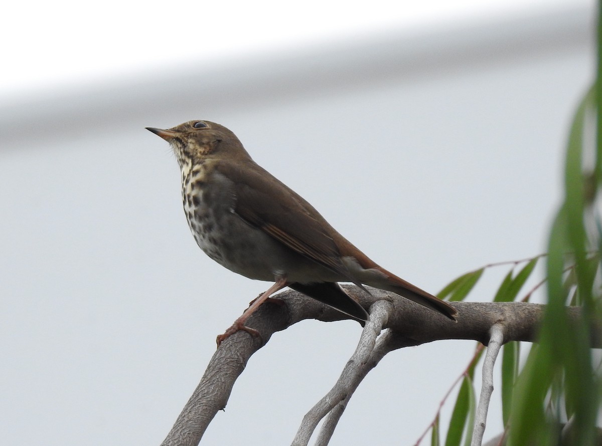 Hermit Thrush - ML494068781