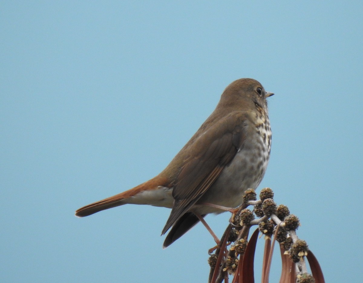 Hermit Thrush - ML494068811