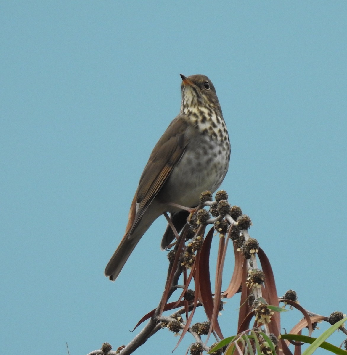 Hermit Thrush - ML494068871