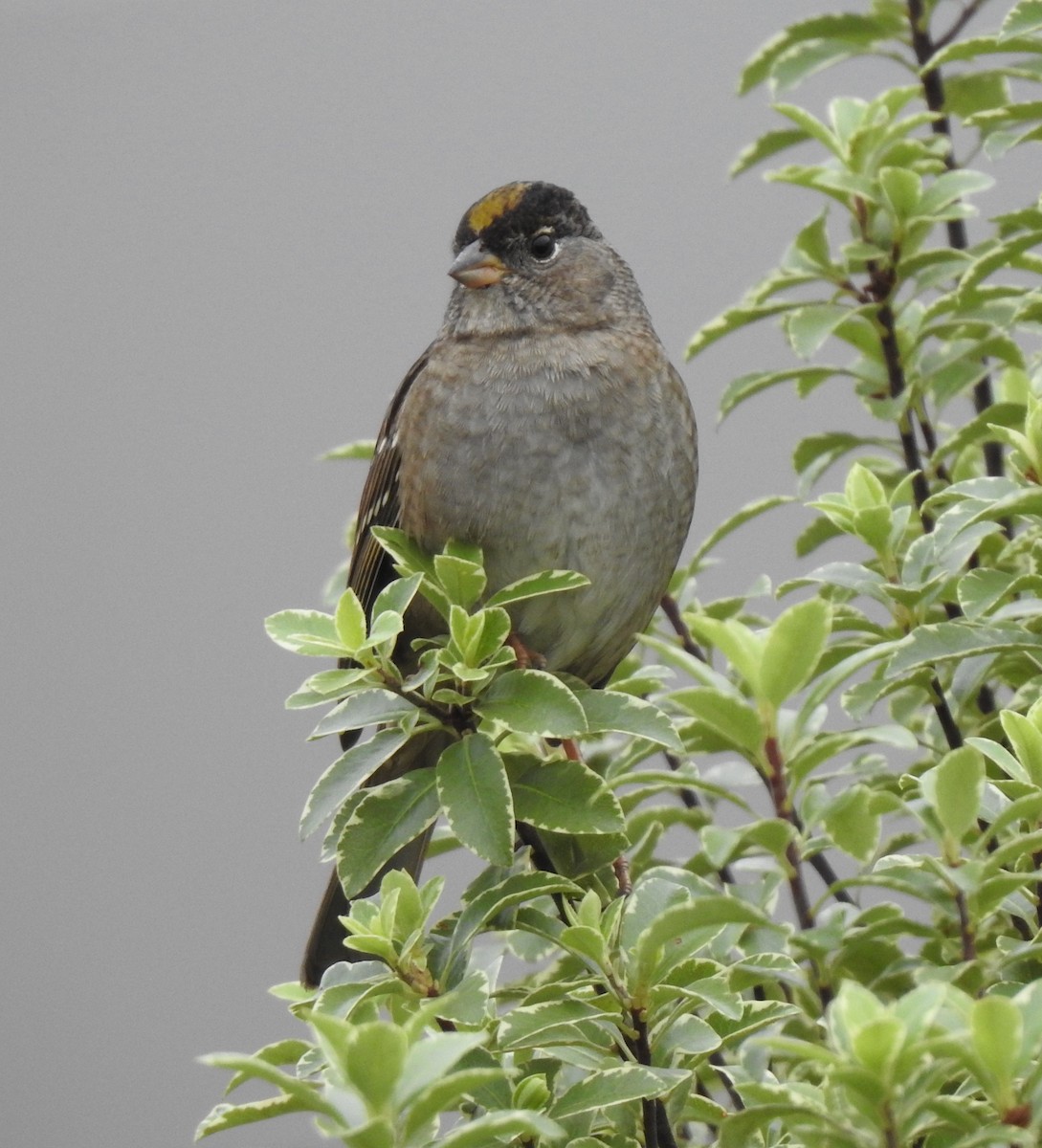 Golden-crowned Sparrow - ML494068971