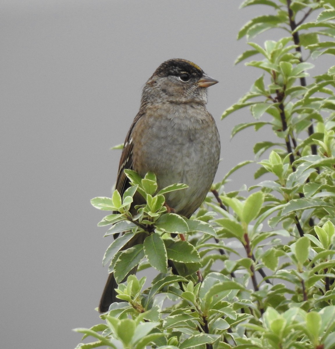 Golden-crowned Sparrow - ML494069021