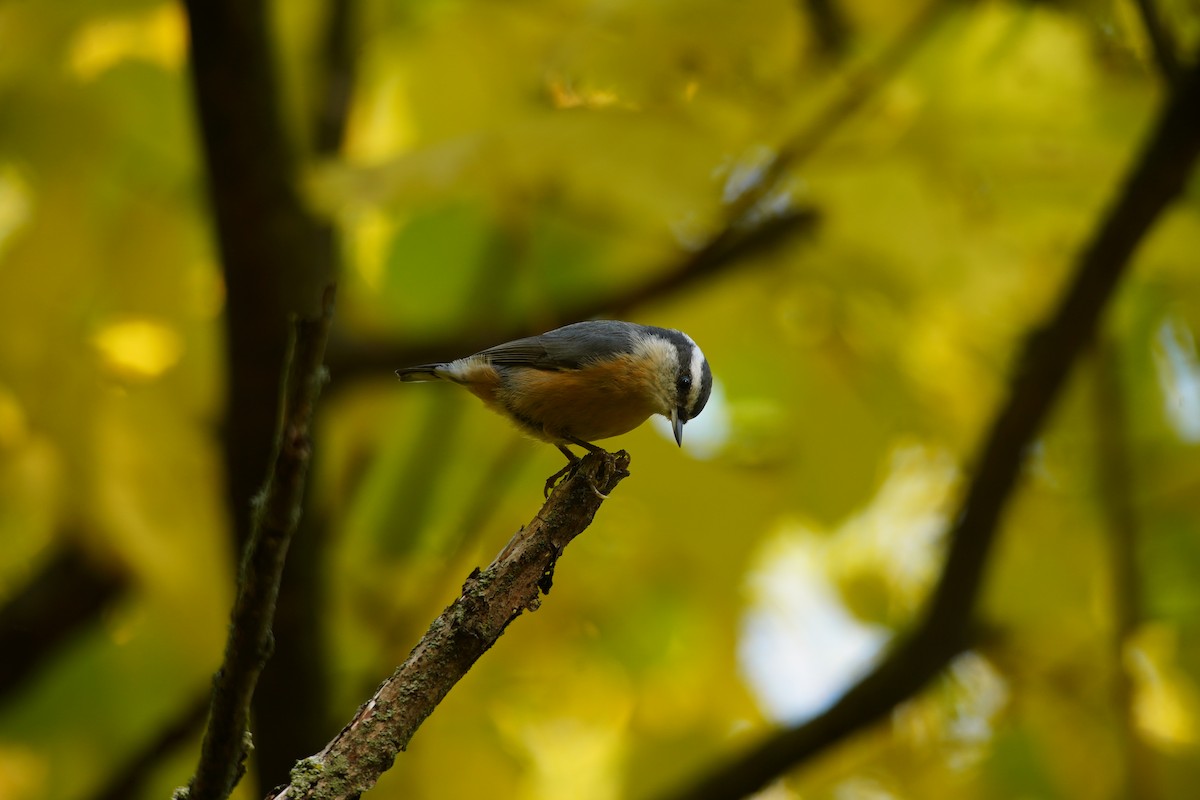 Red-breasted Nuthatch - ML494069251