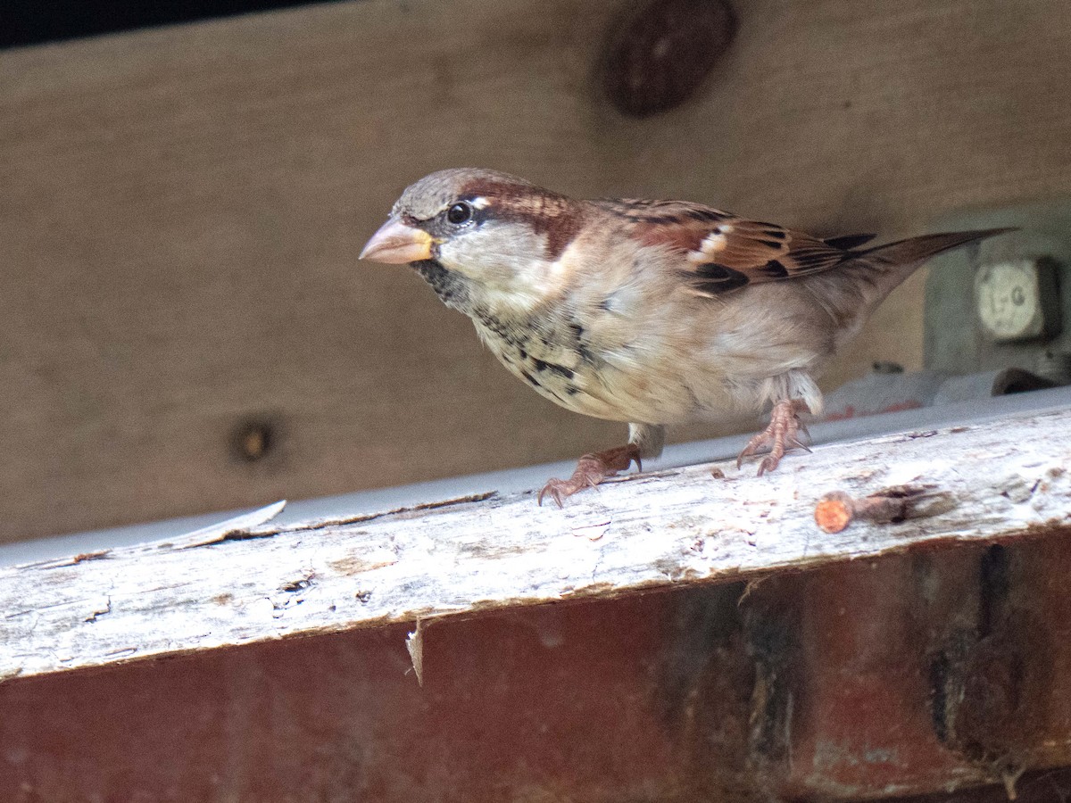 Moineau domestique - ML494069631