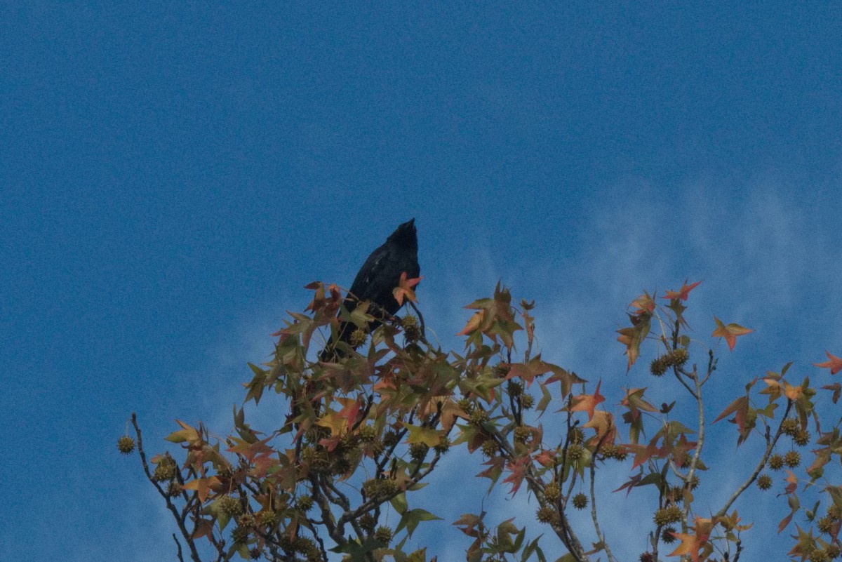 Fish Crow - ML494069661