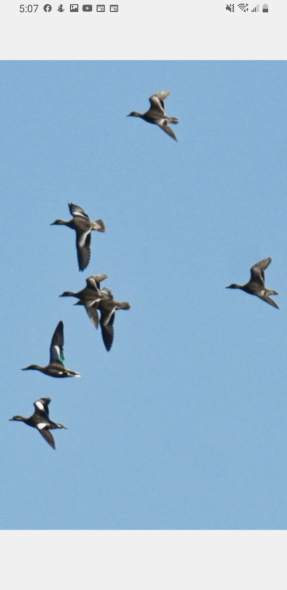 American Wigeon - ML494069881